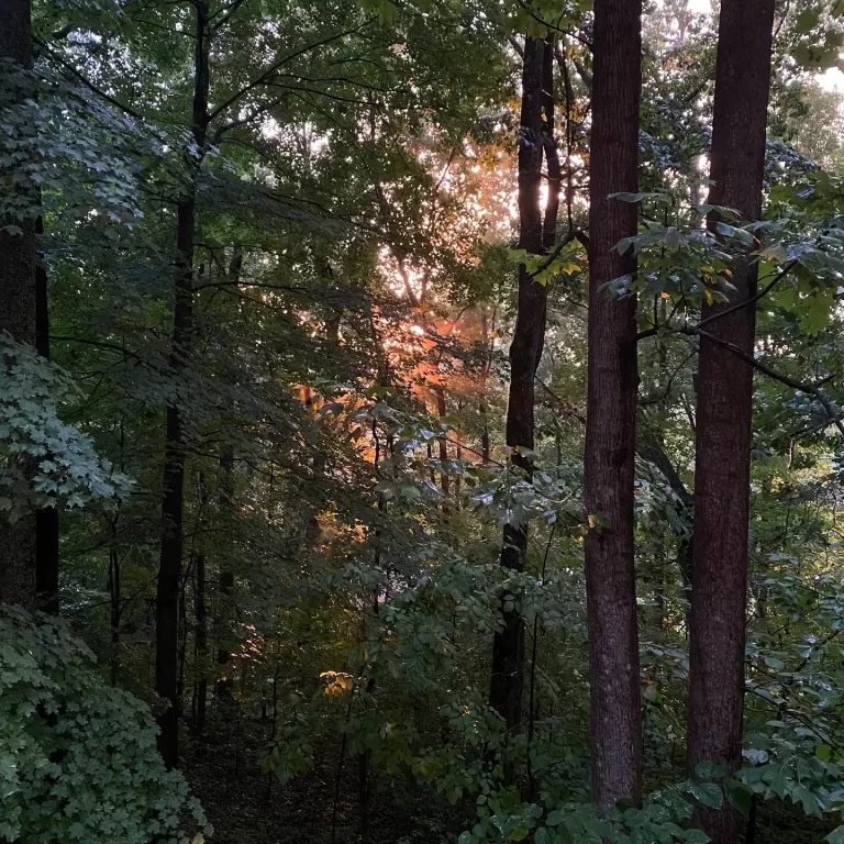 Knoxville Cabin with Woods